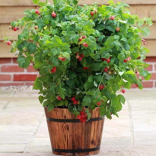 Ruby Beauty Raspberry Plant in full fruit