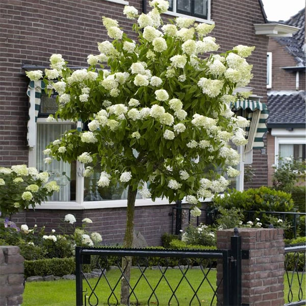 Limelight Hydrangea Tree in full bloom
