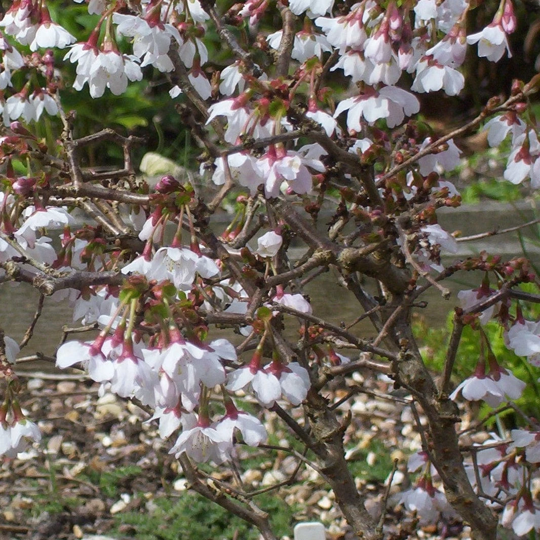 Prunus Kojo-no-mai flowering shrub