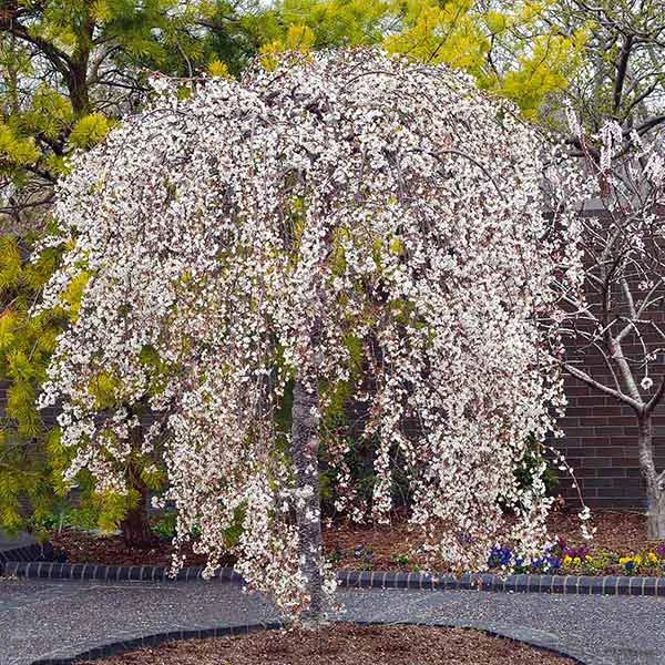 Snow Fountains Weeping Cherry Tree in full bloom