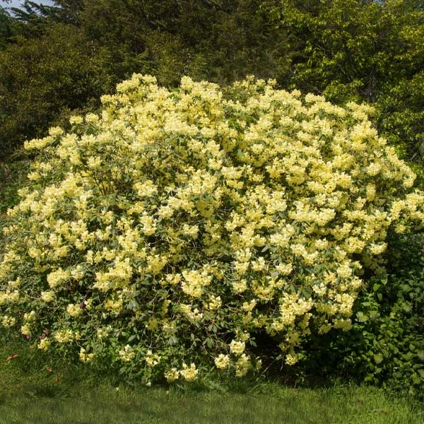 Yellow Rhododendron in full bloom