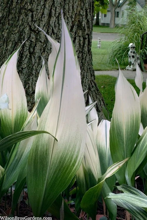 Snowcap Cast Iron Plant