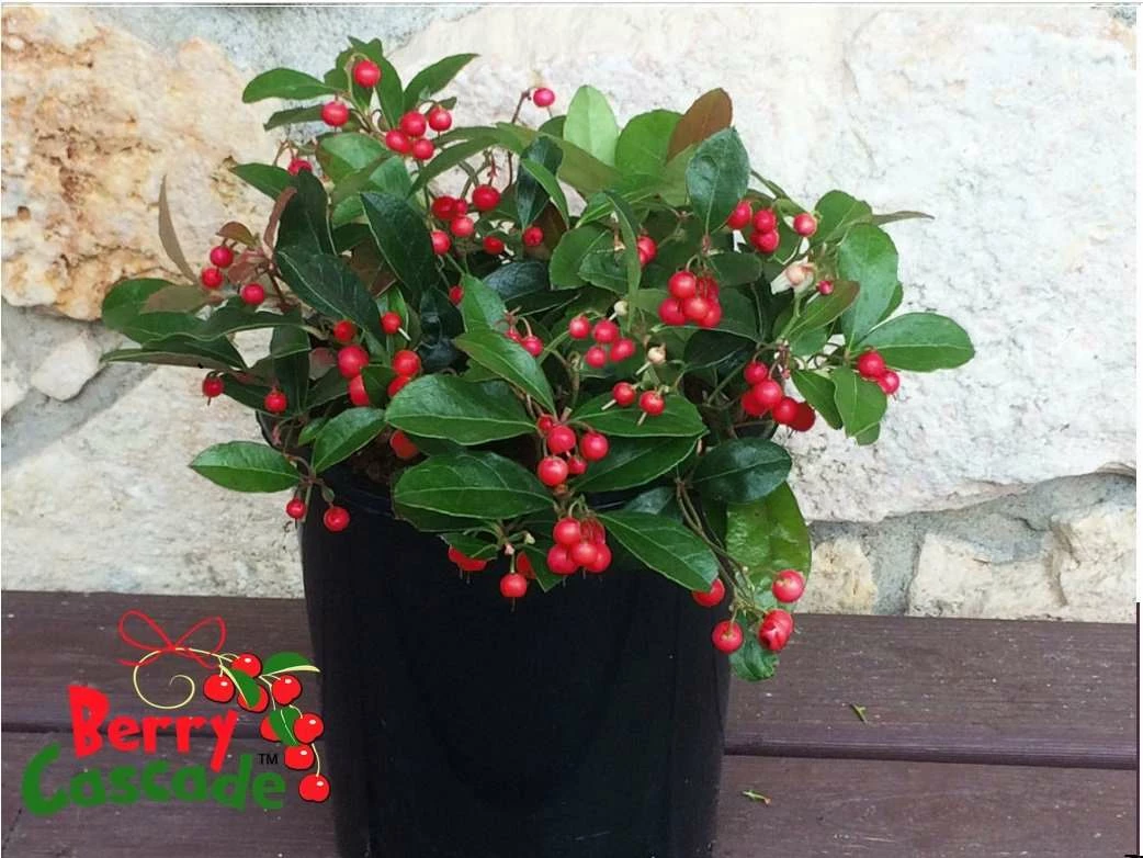 Berry Cascade Wintergreen plant with cascading red berries