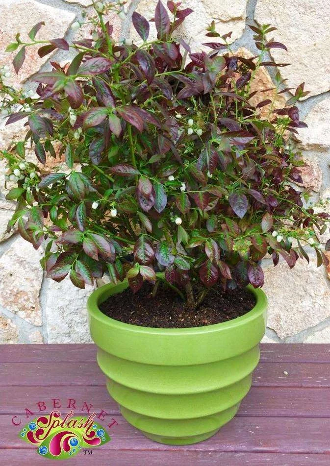Cabernet Splash Blueberry plant with colorful foliage