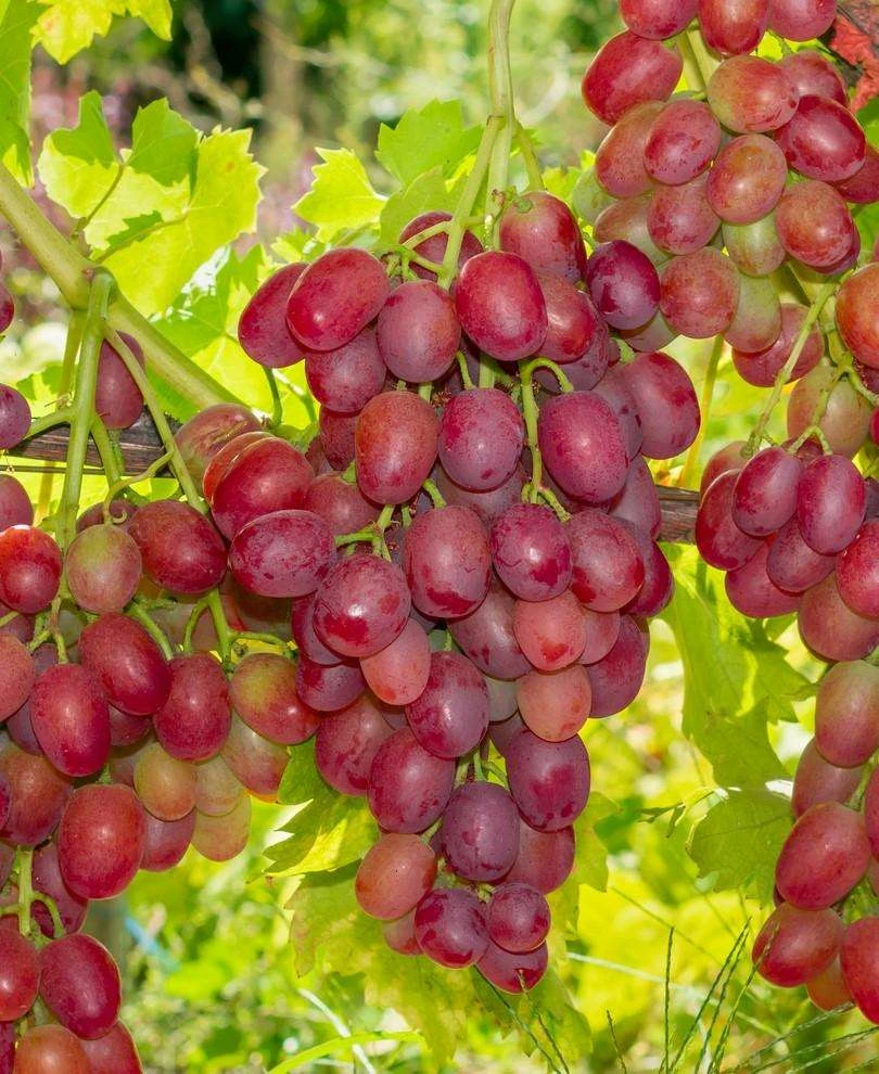 Canadice Seedless Grape clusters