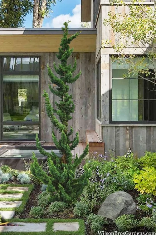 Wissel's Saguaro Lawson Cypress