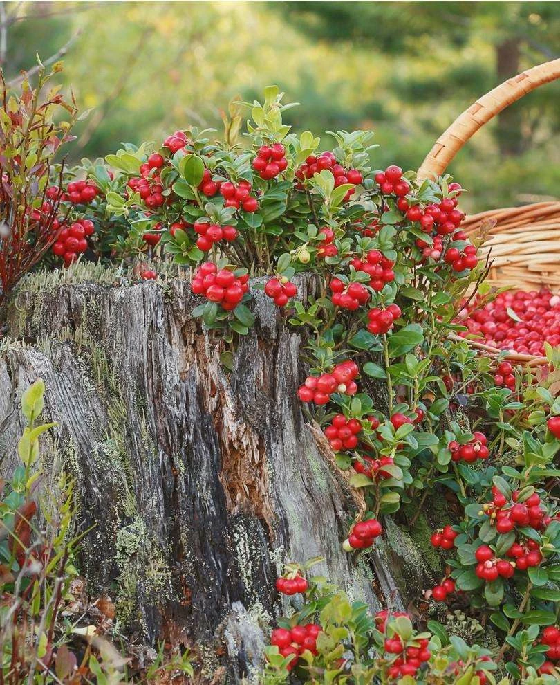 Erntesegen Lingonberry plant with ripe berries