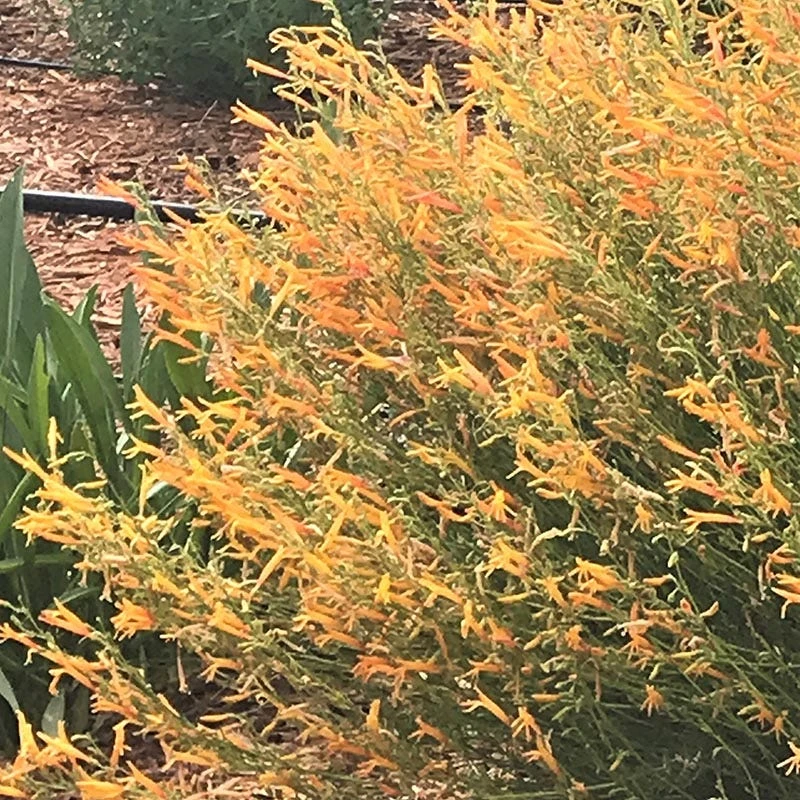 FlowerKisser Citrus Surprise Penstemon in bloom