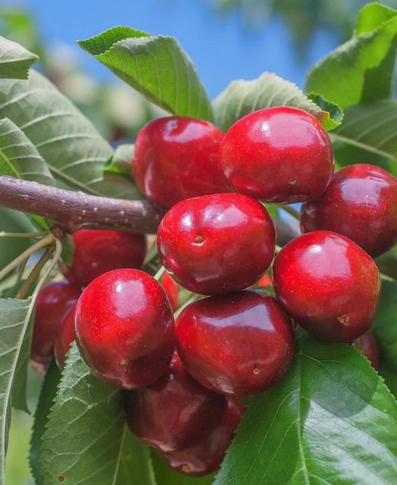 Lapins Cherry Tree with ripe fruits