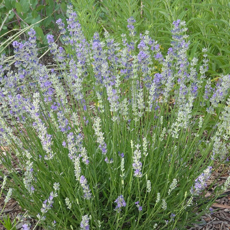 FlowerKisser Delft Blue & White Lavender in bloom