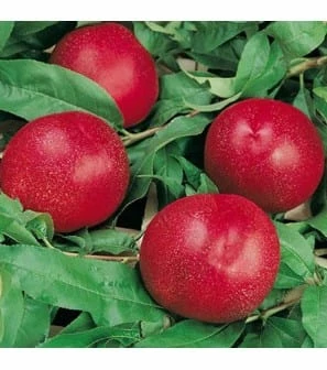 Morton Nectarine Tree with Ripe Fruits