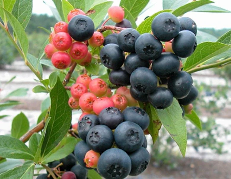 Nocturne Blueberry plant with ripe berries