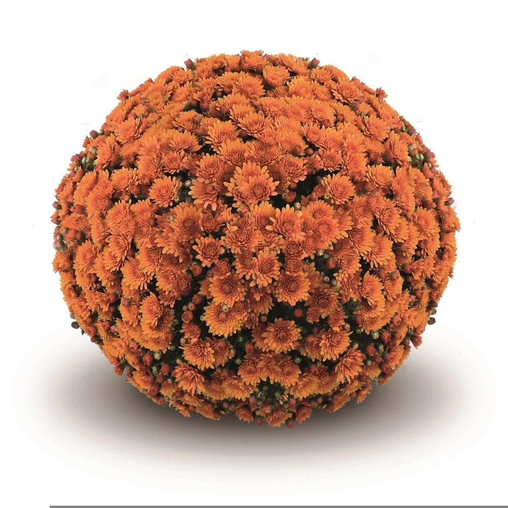 Peroni Orange Belgian Mum in full bloom