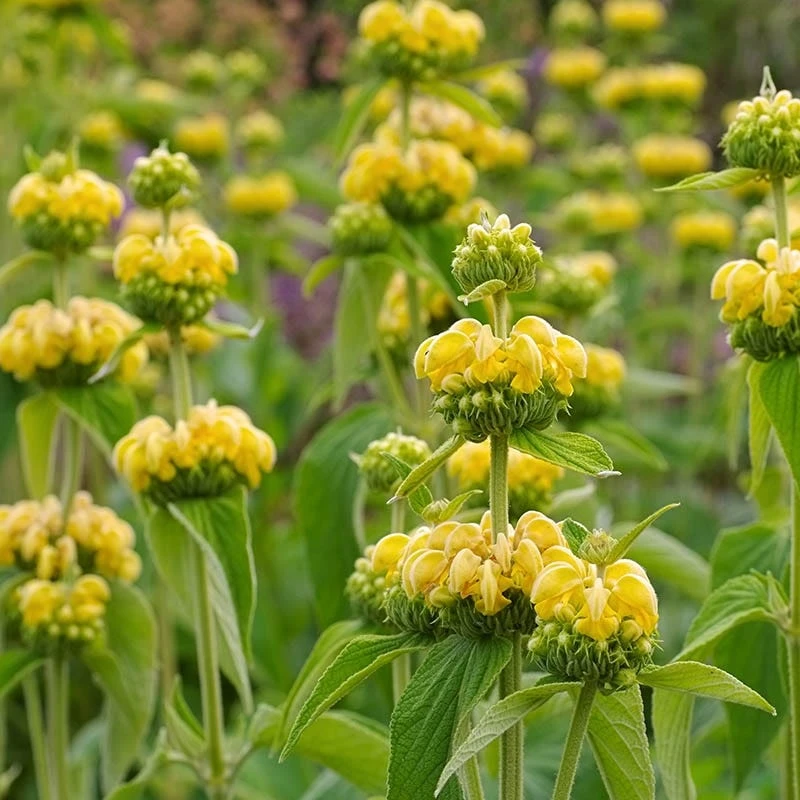 Hardy Jerusalem Sage in full bloom
