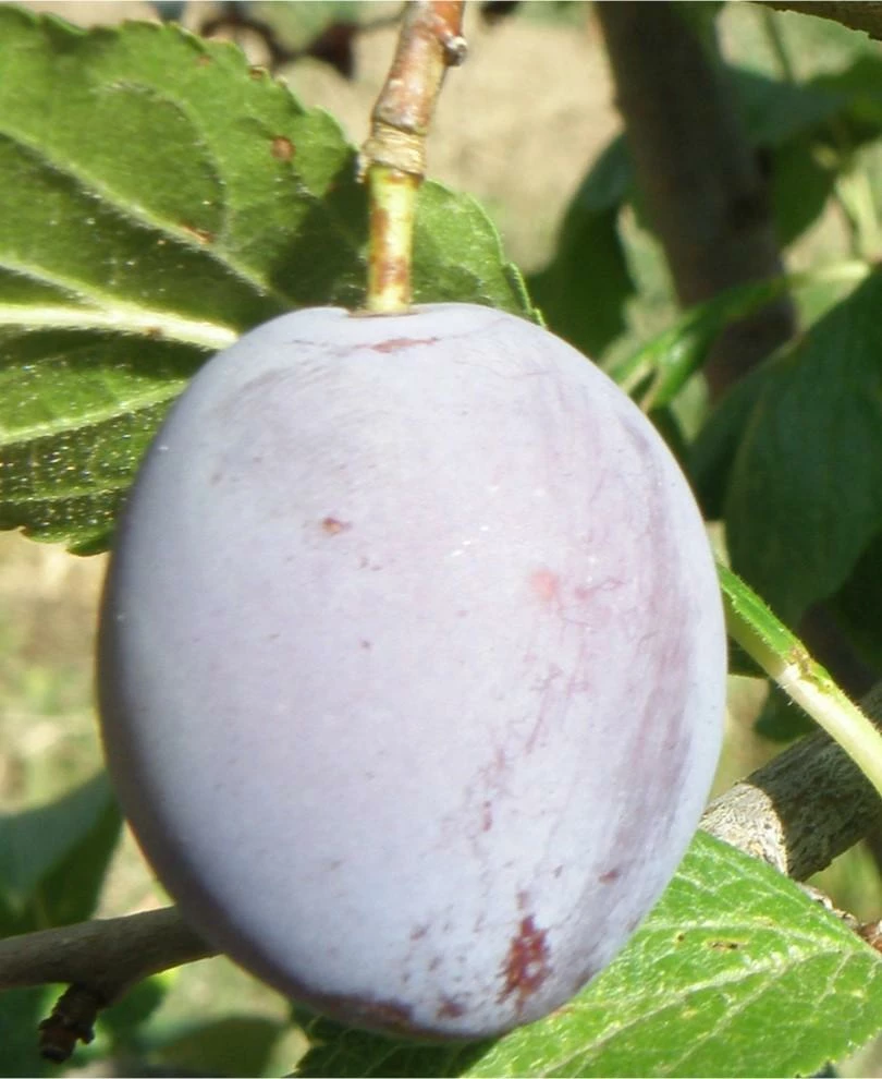 Pozegaca European Plum on tree