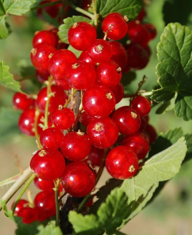 Cascade Red Currant bush with ripe berries