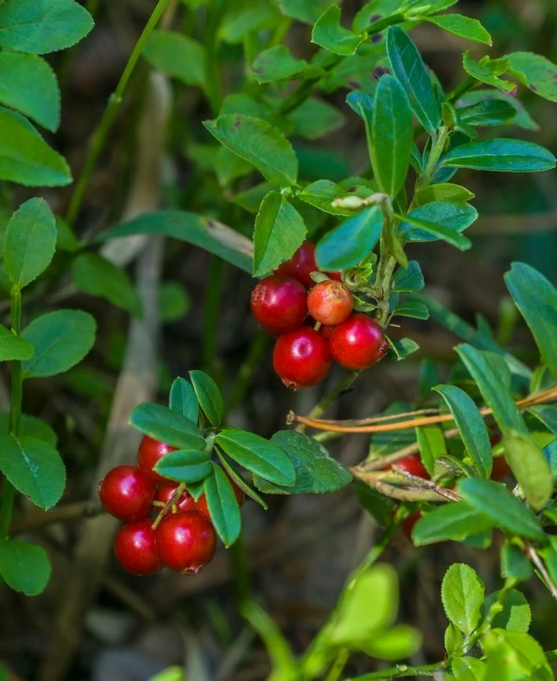 Regal Lingonberry plant with berries