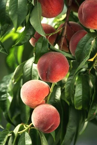 El Dorado Miniature Peach Tree with ripe fruit