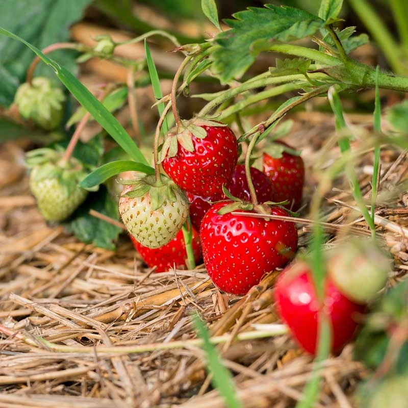 Smulgubbe Rebecka fully grown plants with berries