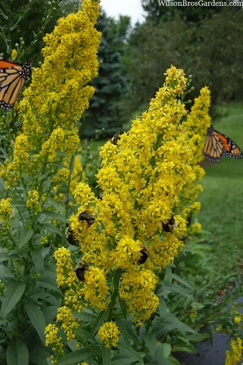 Showy Goldenrod in full bloom
