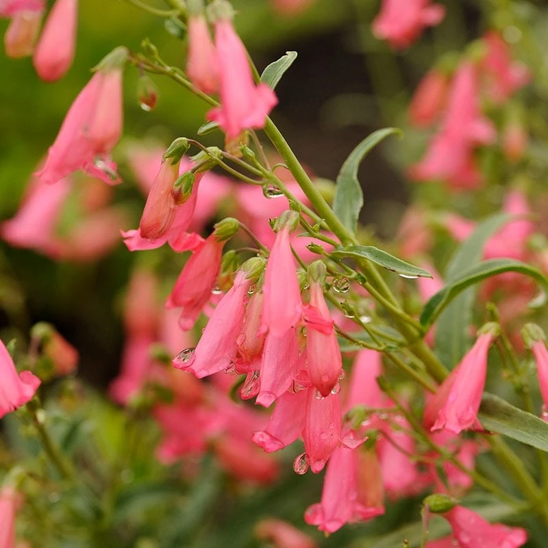 Elfin Pink Penstemon in full bloom