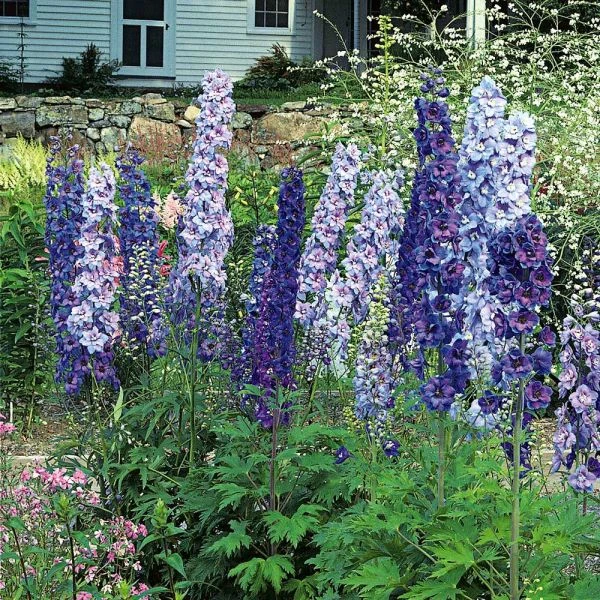 Delphinium Magic Fountains in full bloom