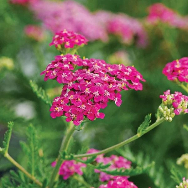 Achillea Millefolium Song Siren Layla in bloom
