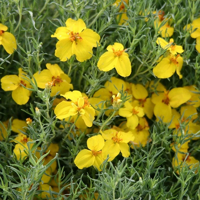 Gold On Blue Prairie Zinnia in full bloom