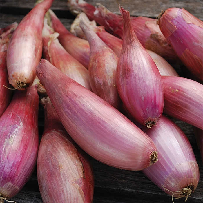 Zebrune Heirloom Shallot bulbs