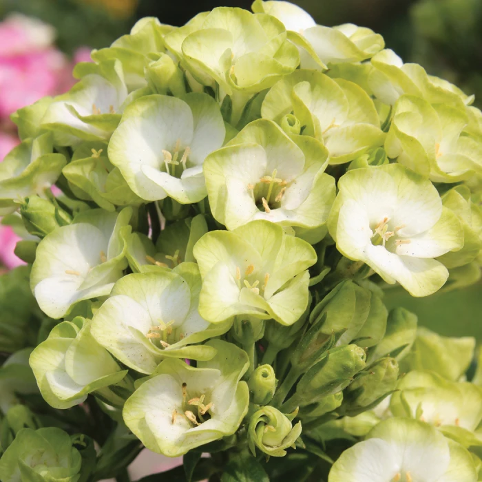 Orchid Green Phlox in full bloom