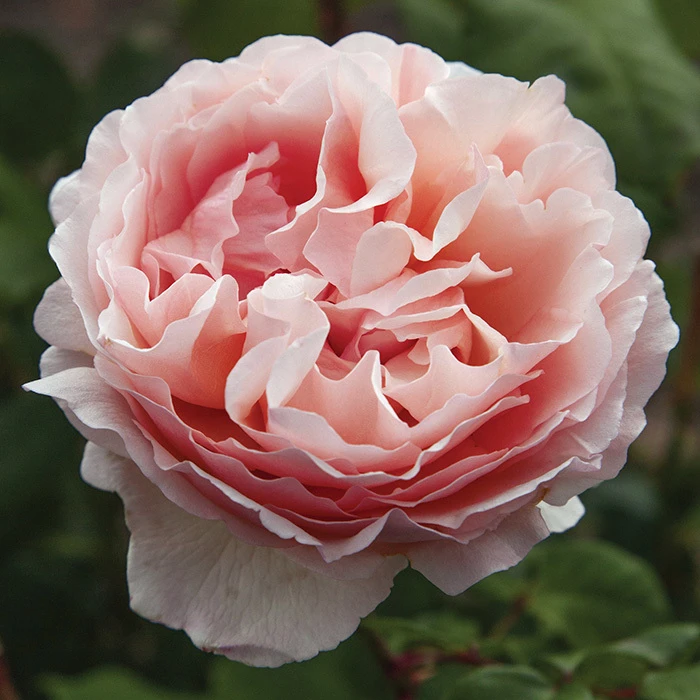 Princess Charlene de Monaco Rose in full bloom