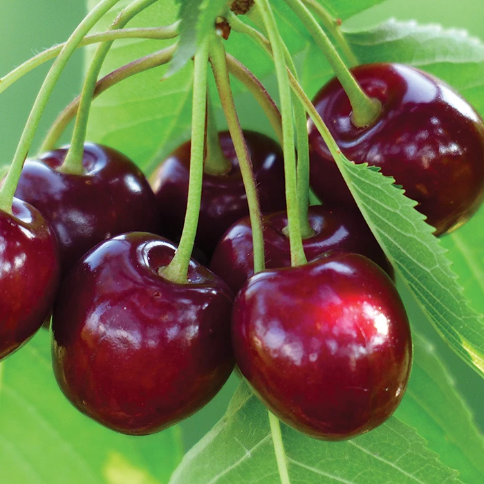 Benton Dwarf Sweet Cherry Tree with ripe cherries