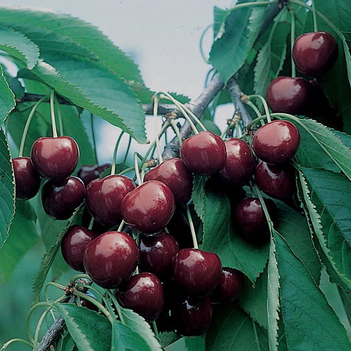 BlackGold Dwarf Sweet Cherry Tree