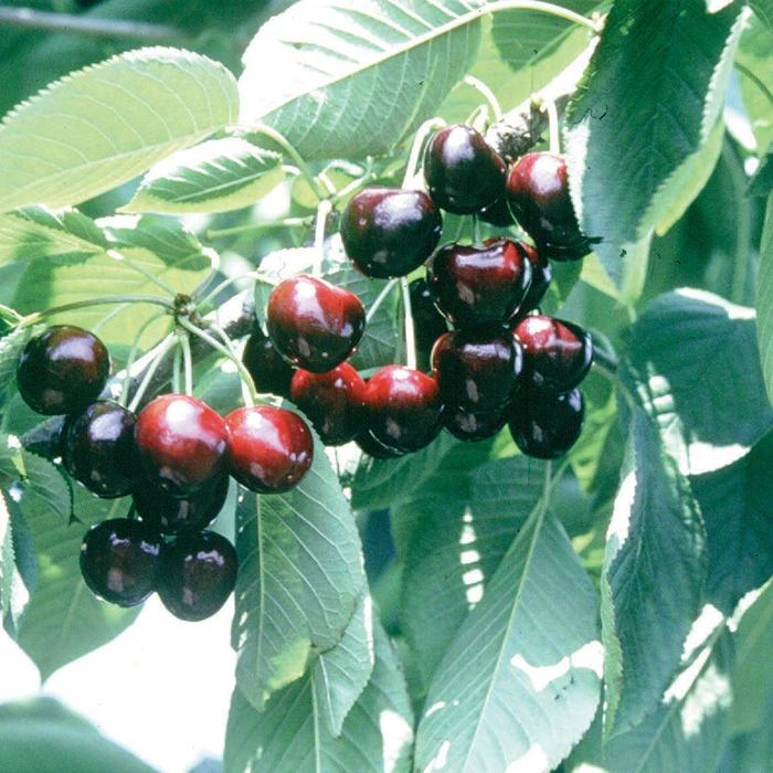 Lapins Standard Sweet Cherry Tree