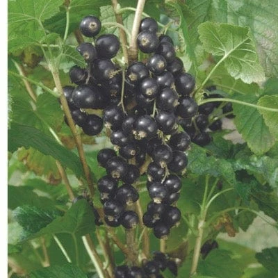 Kantata 50 Black Currant plant with ripe berries