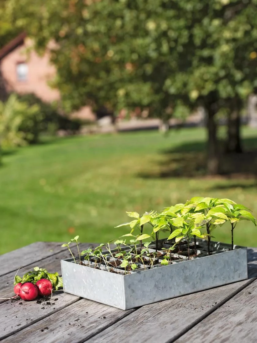 Galvanized Seed Starting Tray with seedlings