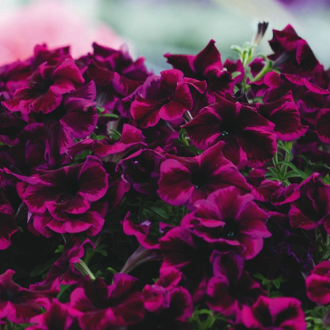 Cosmic Purple Petunias