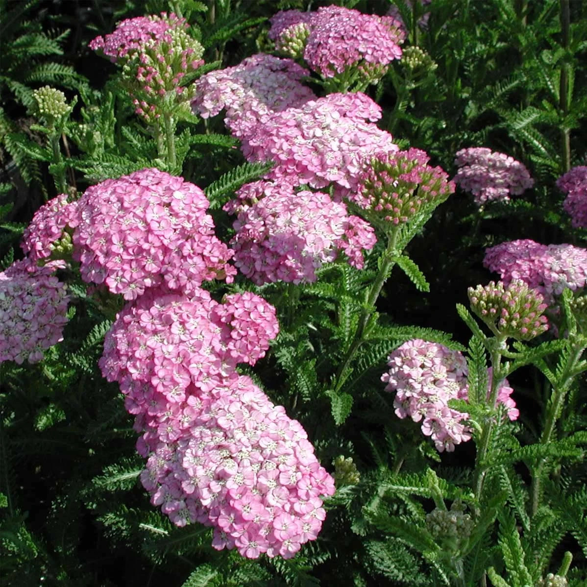 Achillea Appleblossom Yarrow in full bloom