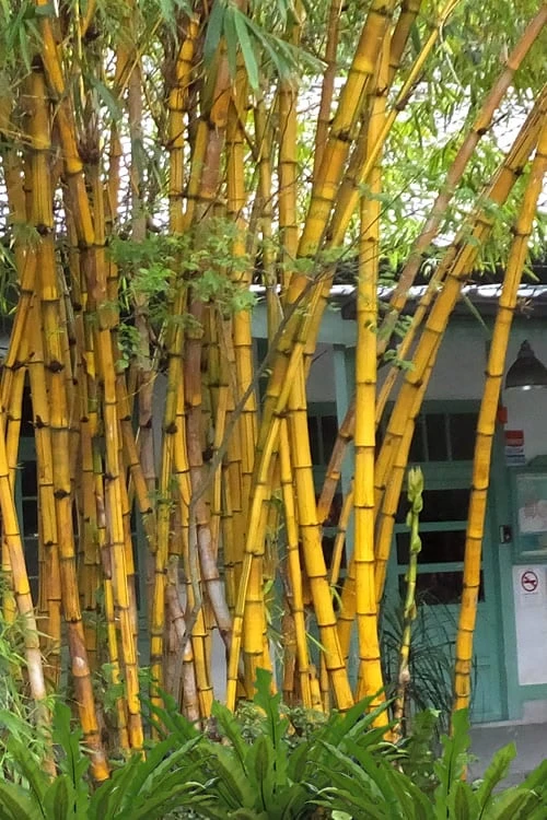 Alphonse Karr Golden Bamboo in landscape setting