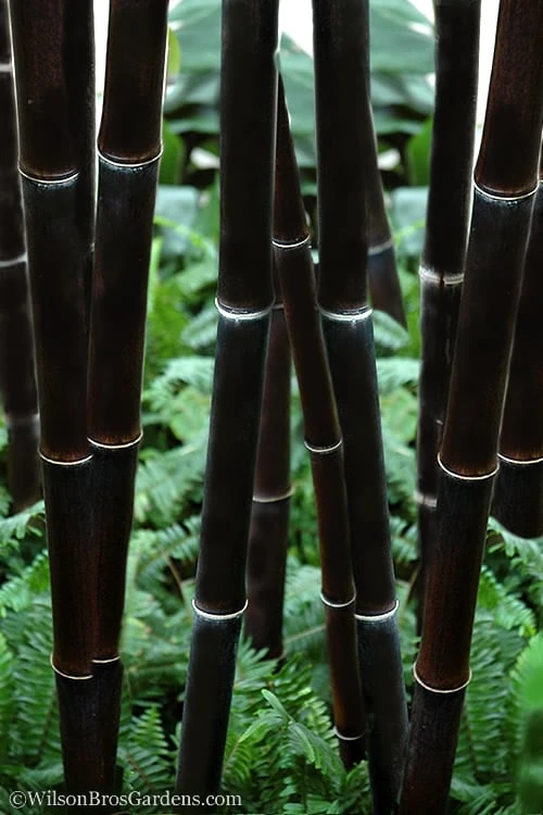 Black Bamboo Phyllostachys Nigra