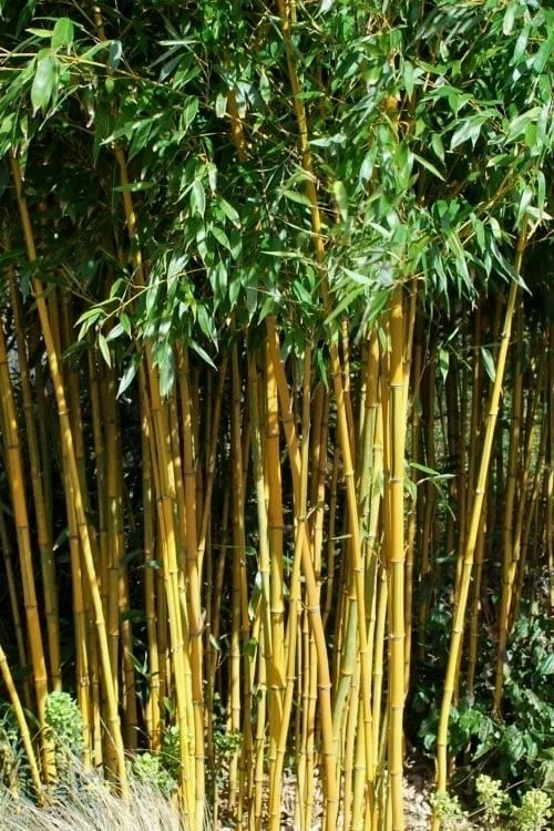Golden Fishpole Bamboo