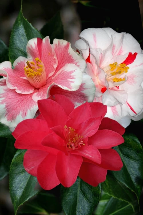 Lady Vansittart Multicolor Camellia Japonica in bloom