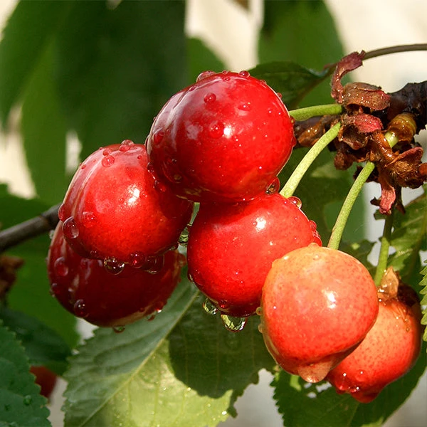 Coral Champagne Cherry Tree with ripe cherries