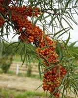 Amber Dawn Seaberry plant with bright orange berries
