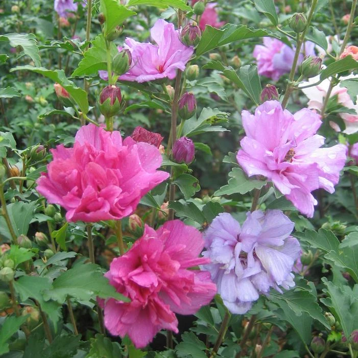 Fireworks Double Althea in full bloom