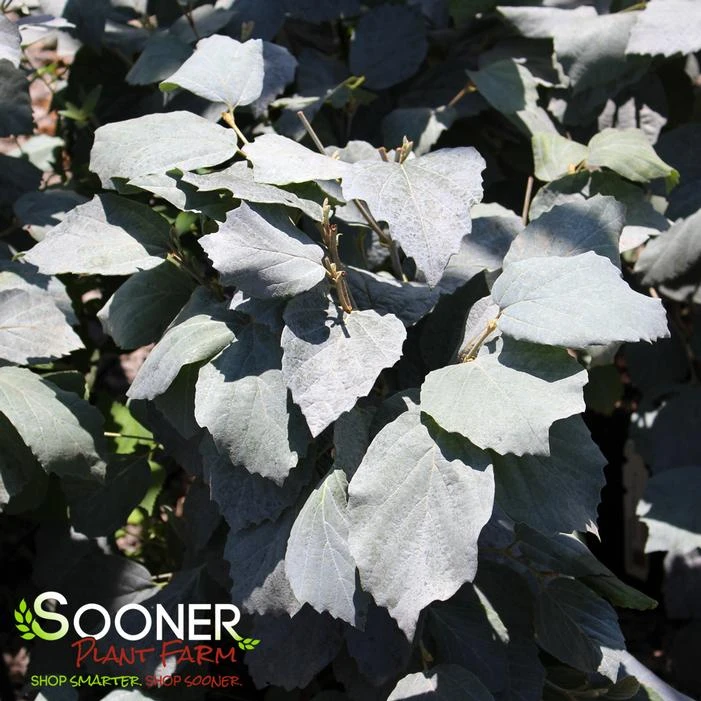 Blue Shadow Witch Alder in full autumn color