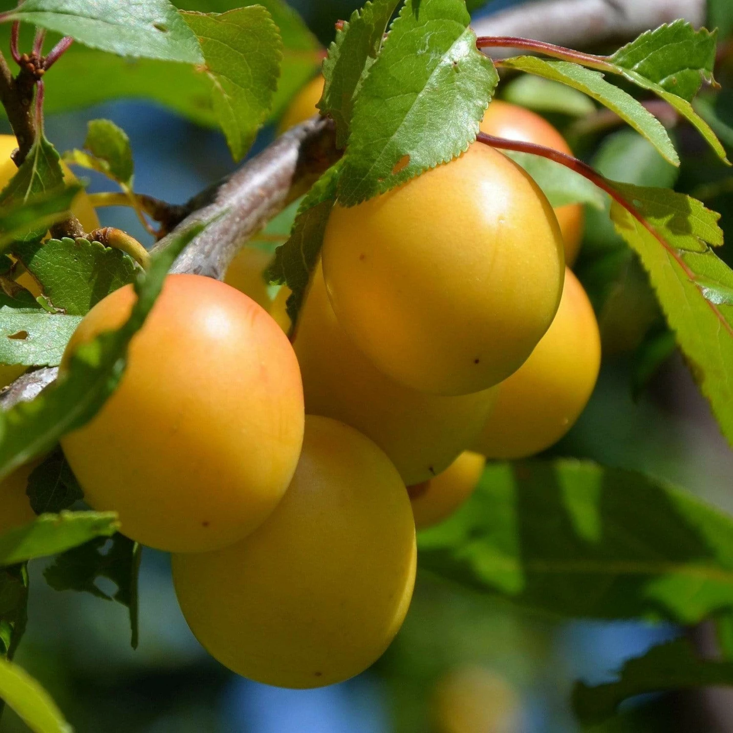 Mirabelle de Nancy Plum Tree