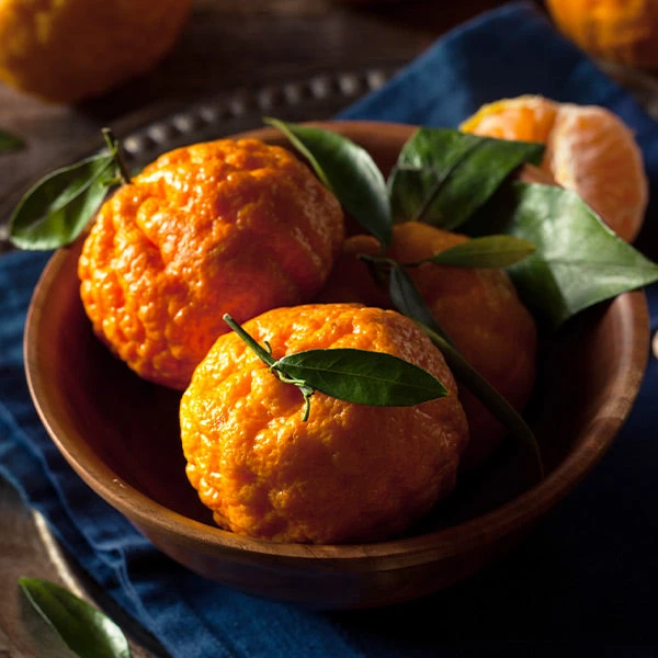 Gold Nugget Mandarin Tree with ripe fruit