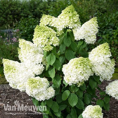 Magical Moonlight Hydrangea in full bloom