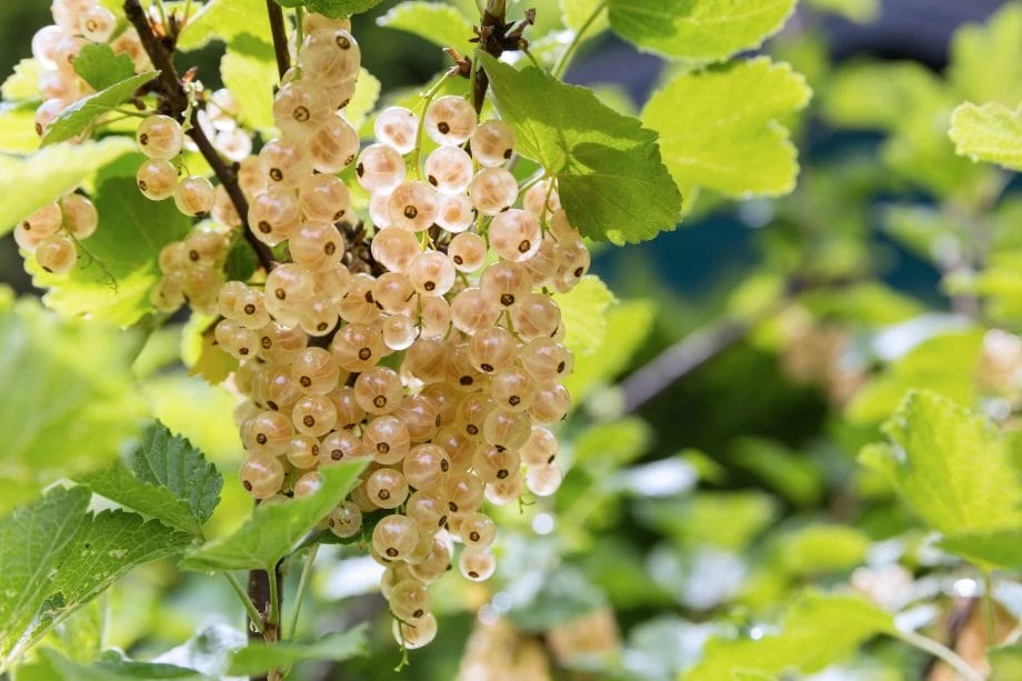 White Grape White Currant Bush
